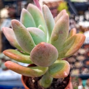 Pachyphytum Wedermannii