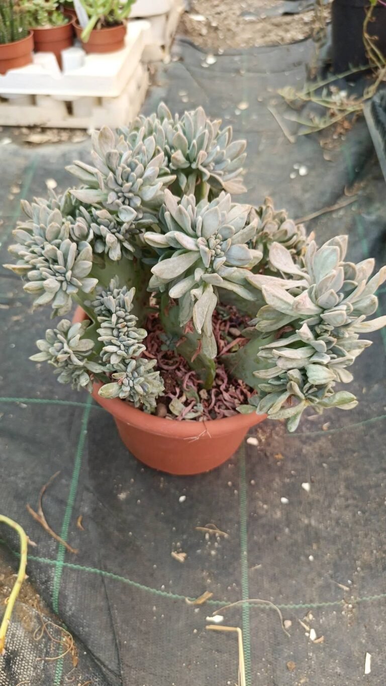 Pachyveria Clavifolia Crestata