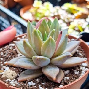 Pachyveria Compassion