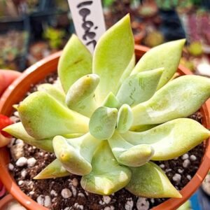 Pachyveria glacier