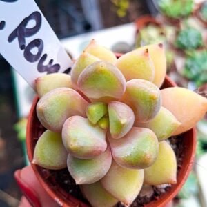 Pachyveria rough