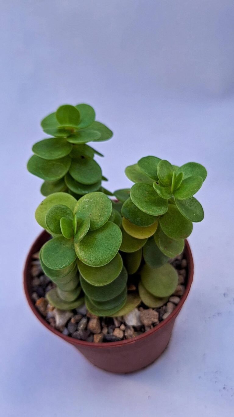 Portulaca Molokinensis