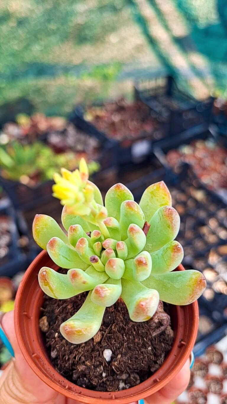 Sedeveria Blue Elf