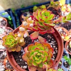 Sedeveria Letizia