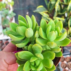 Sedum Adolphii