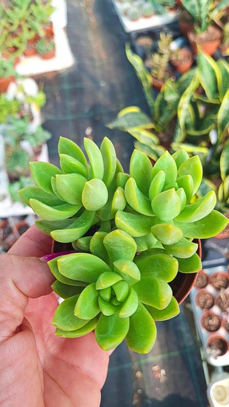 Sedum Adolphii