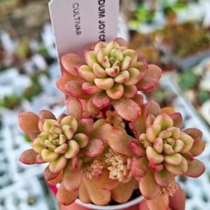 Sedum Joyce Tulloch Variegata