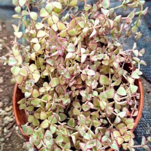 Sedum pellucida Little Missy