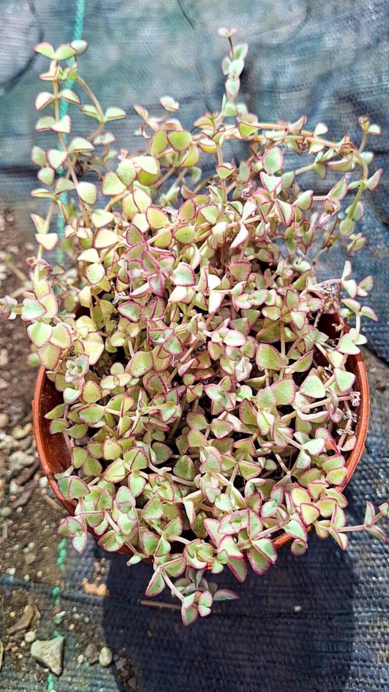 Sedum pellucida Little Missy