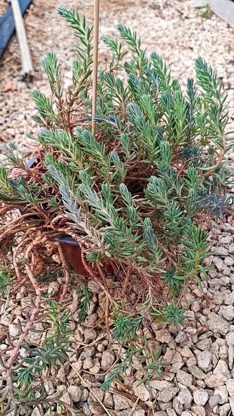 Sedum rupestre blue spruce