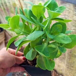 Sedum spectabile brilliant