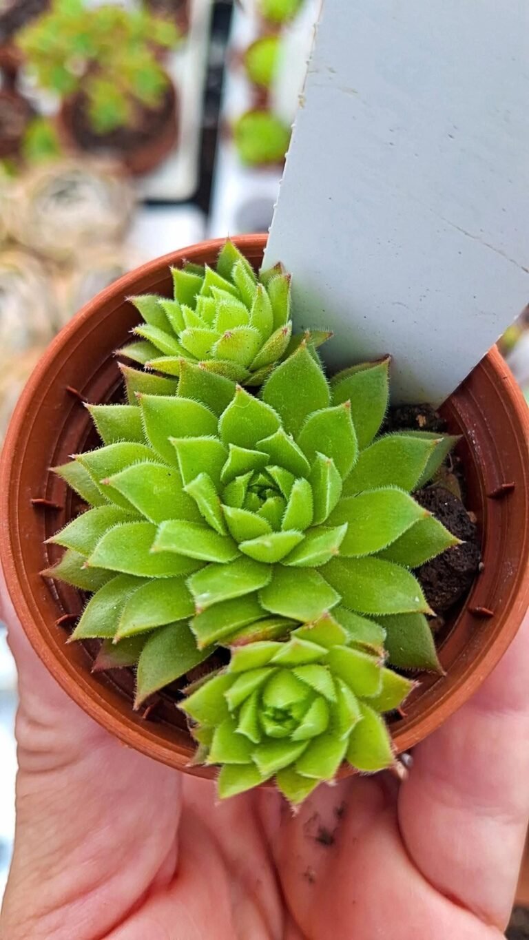 Sempervivum Hart