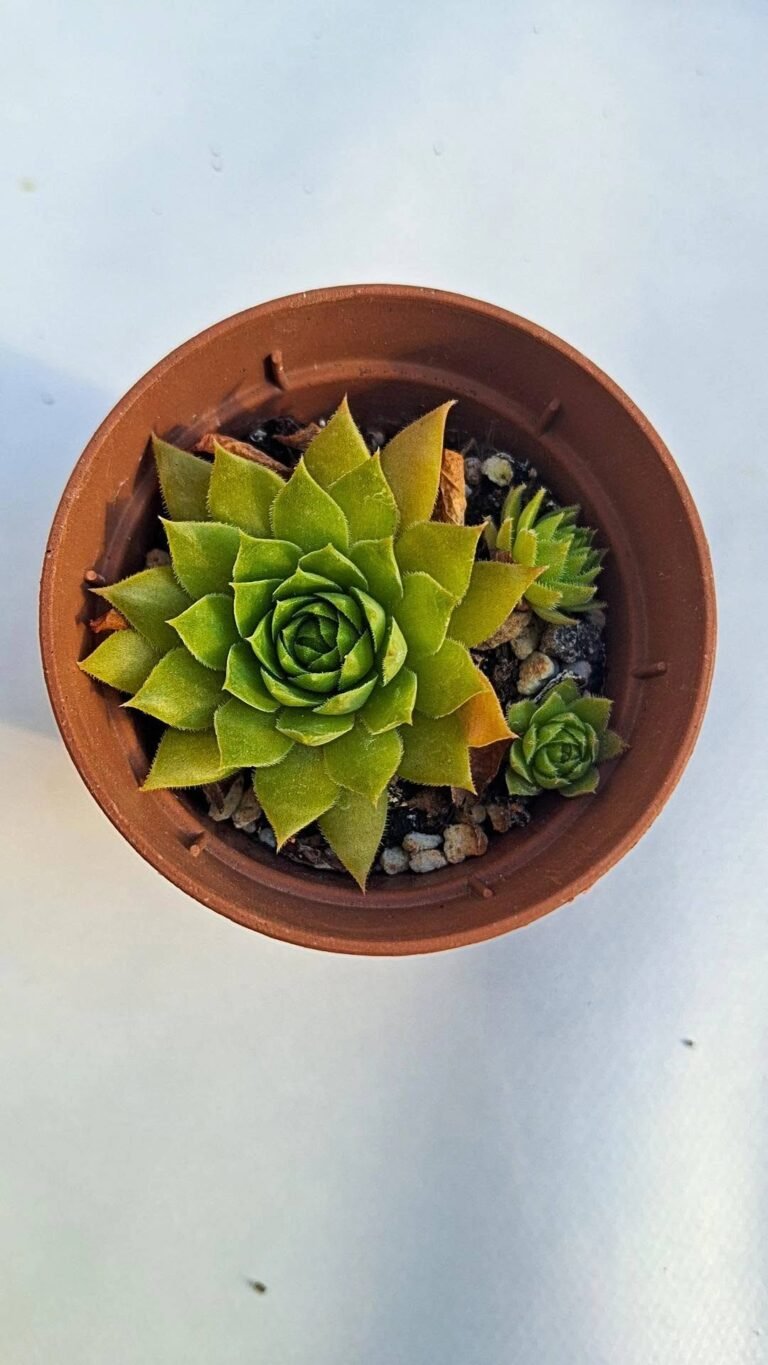 Sempervivum Sahara sonne