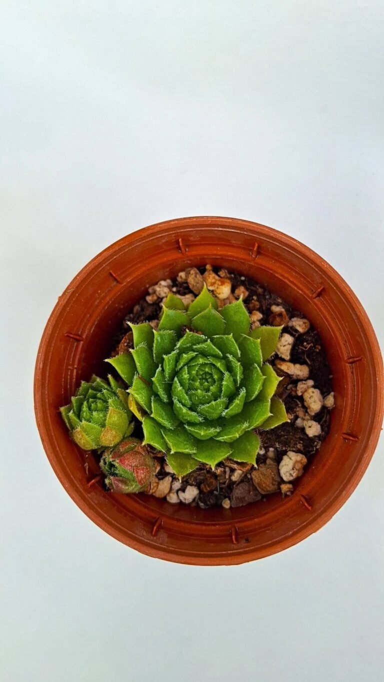 Sempervivum black mina