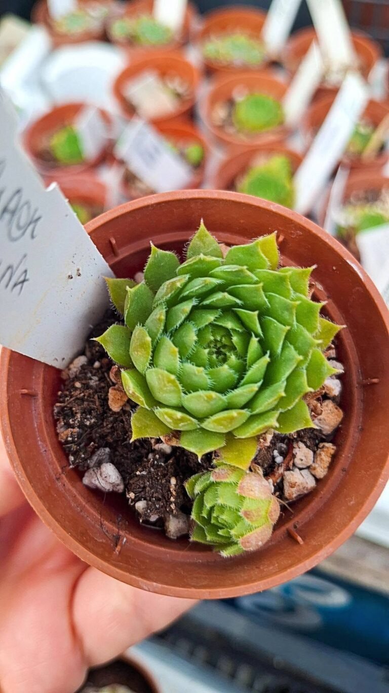Sempervivum black mini