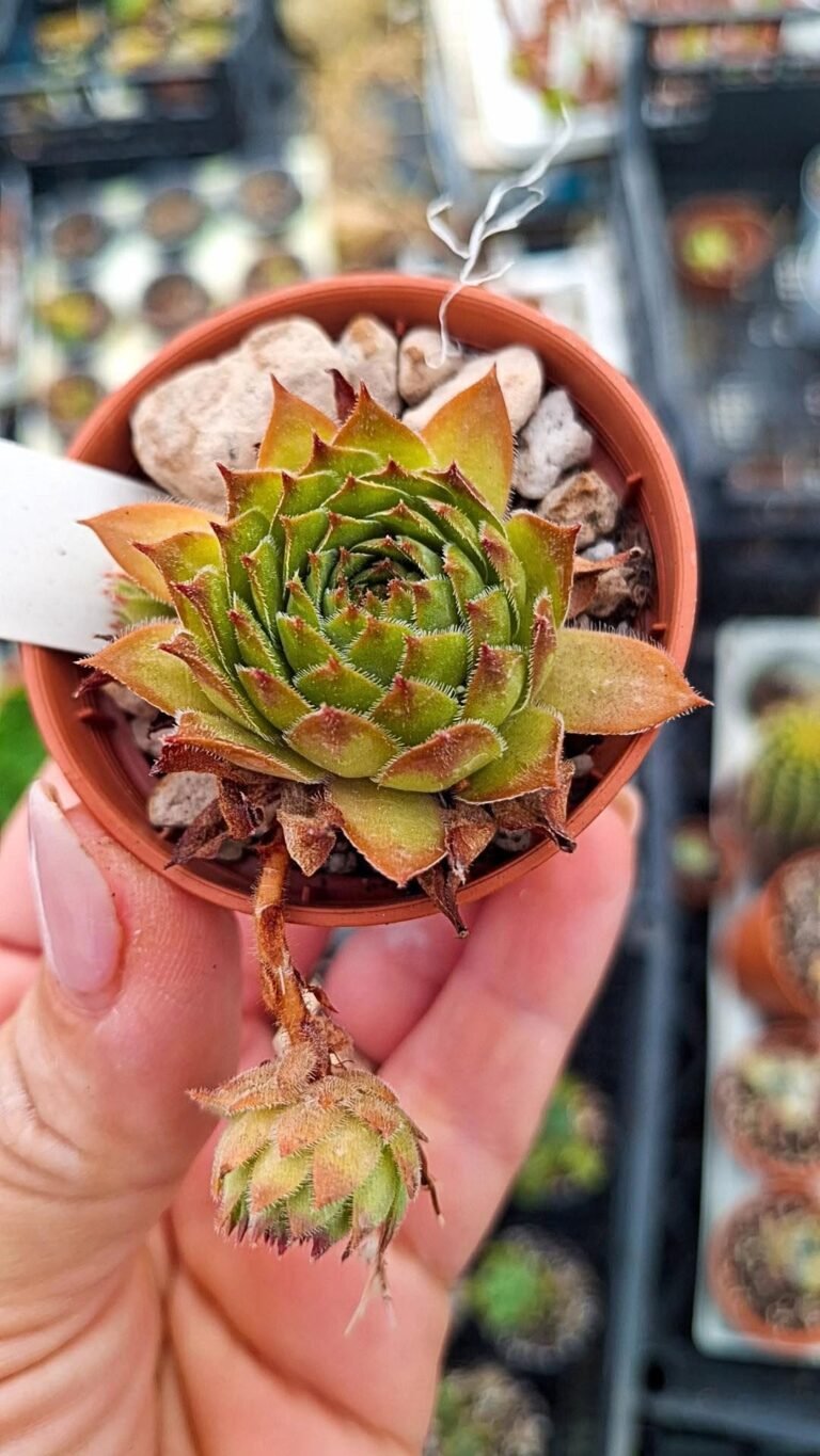 Sempervivum regenbongen