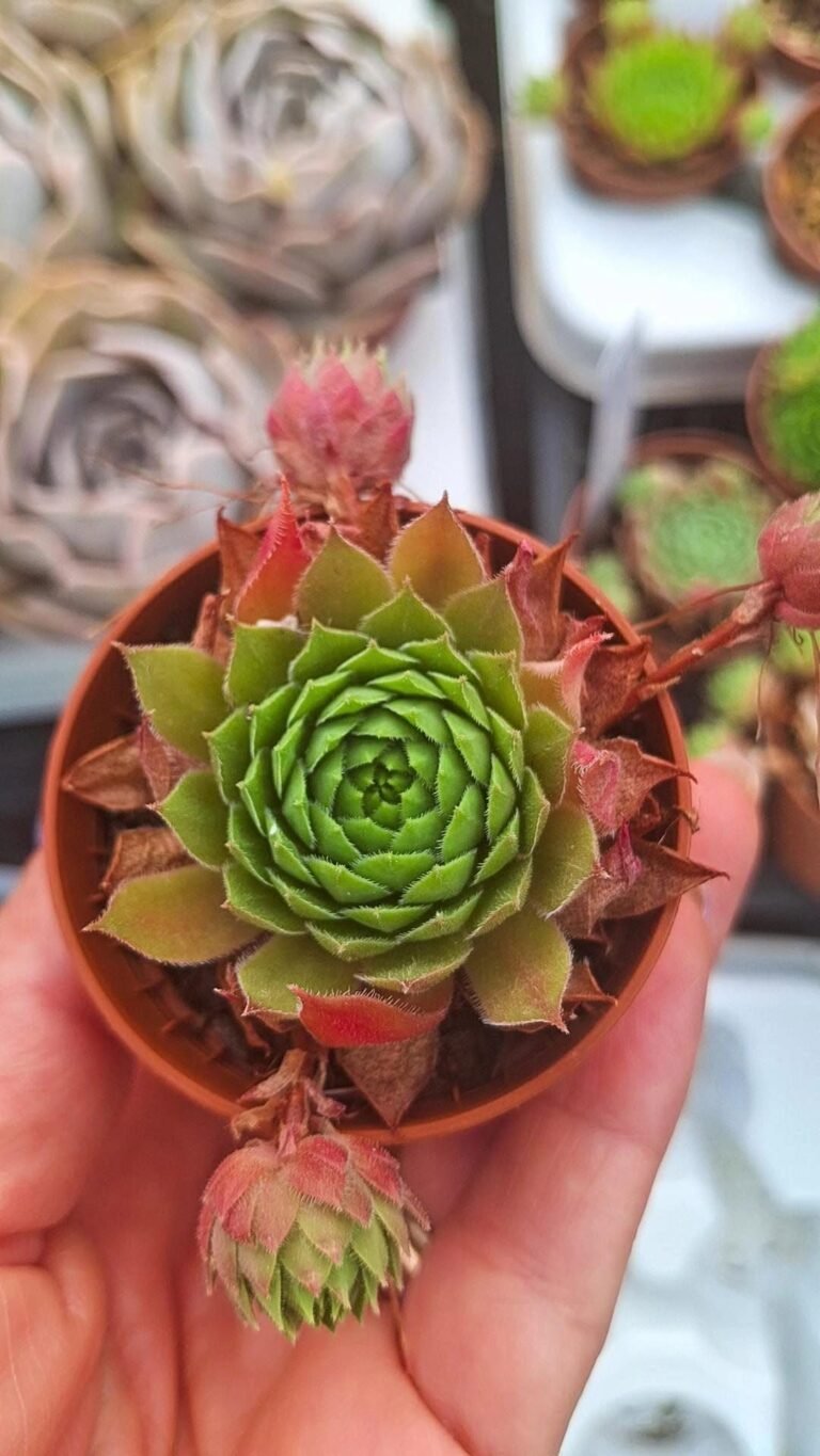 Sempervivum sp