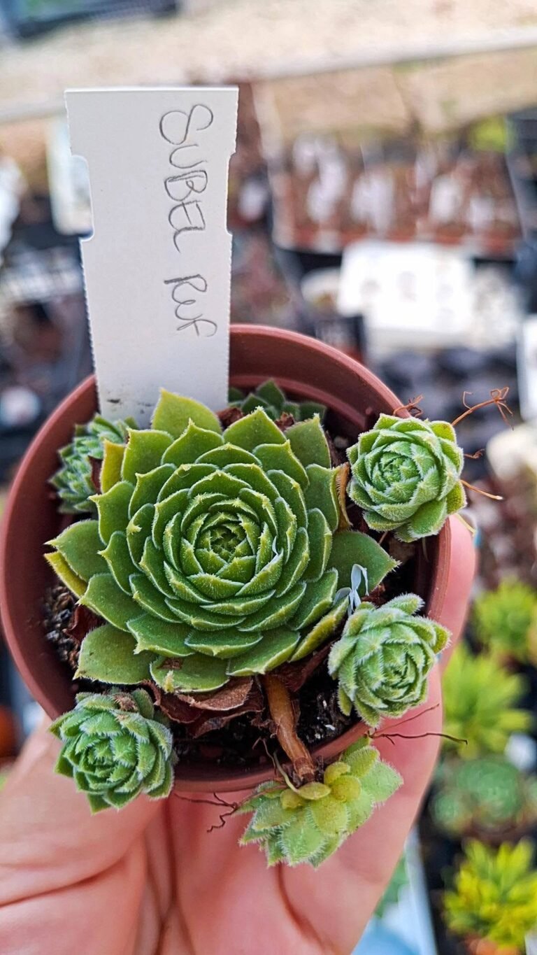 Sempervivum subel ruf