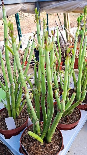 Senecio anteuphorbium