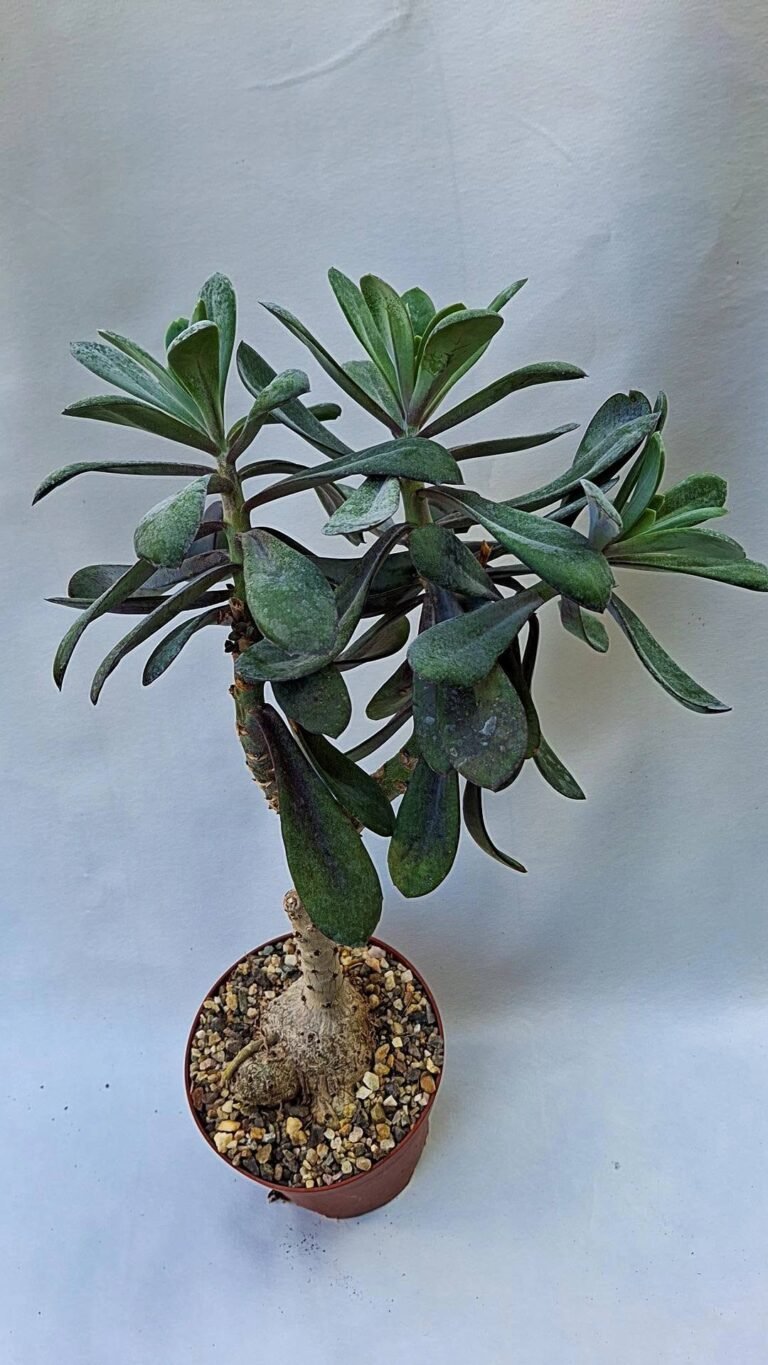 Senecio fulgens