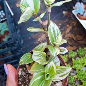 Tradescantia Fluminensis bianca