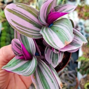 Tradescantia Nanouk Variegata