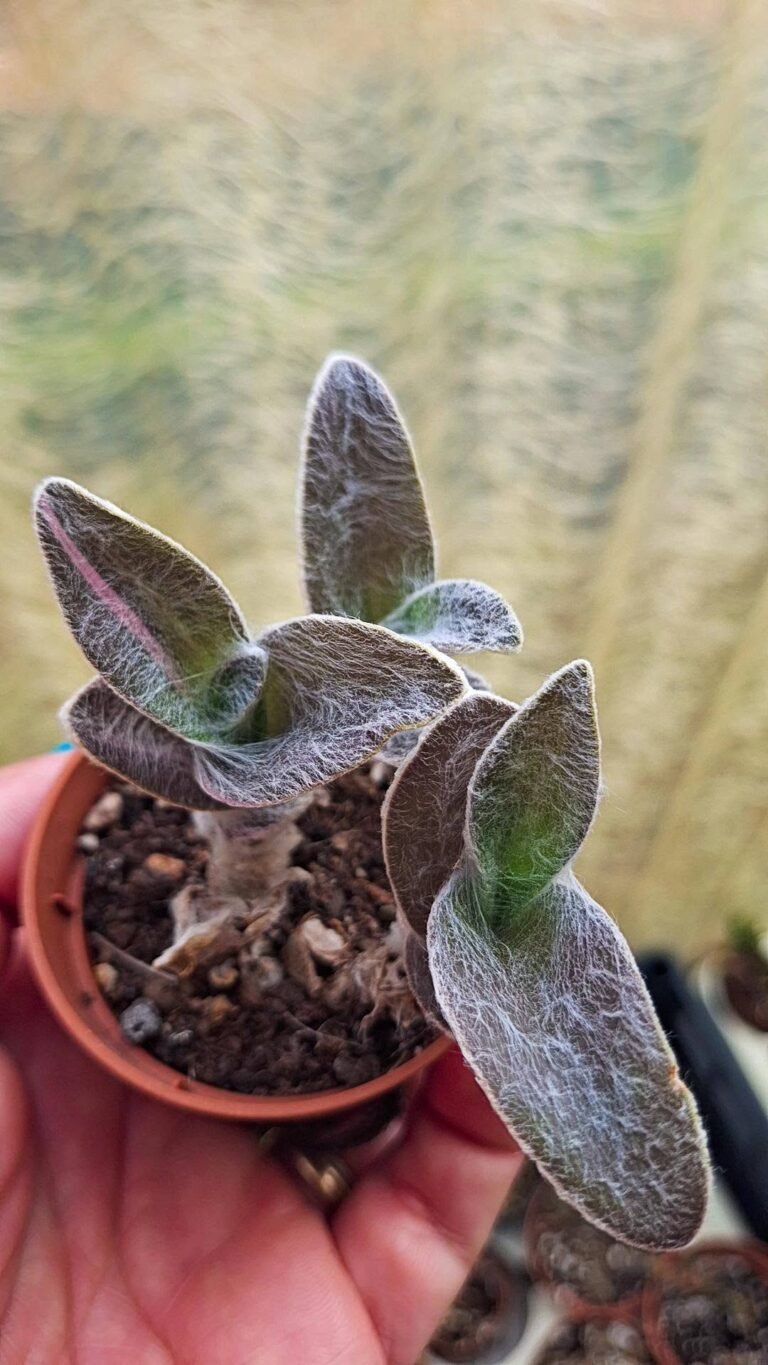 Tradescantia sillamontana Variegata