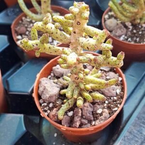 Tylecodon Bucholzianus
