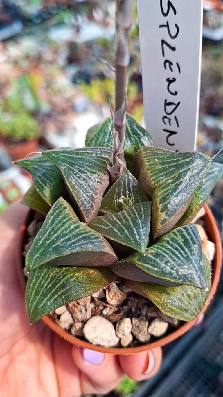 Haworthia Retusa
