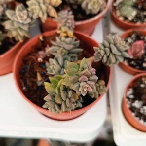 x Sedeveria Pink Granite