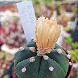 Astrophytum asterias nudum x ooibo