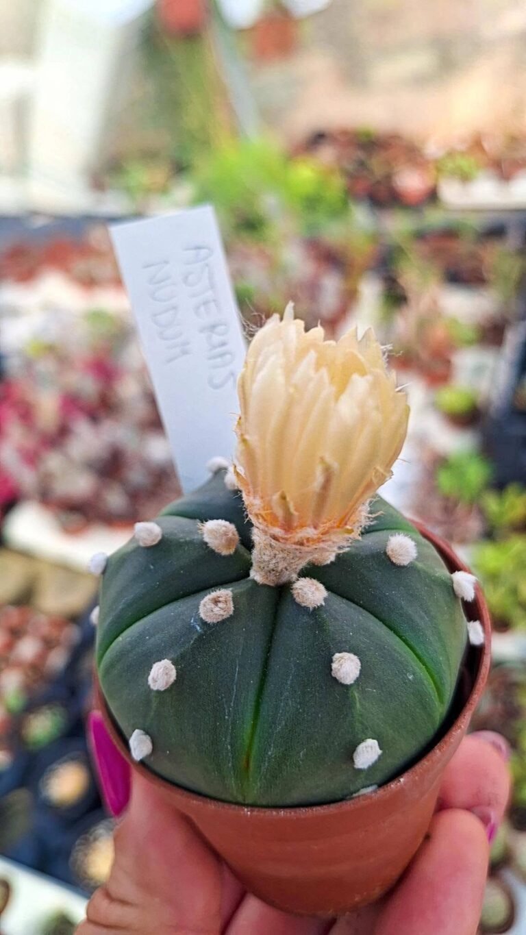 Astrophytum asterias nudum x ooibo