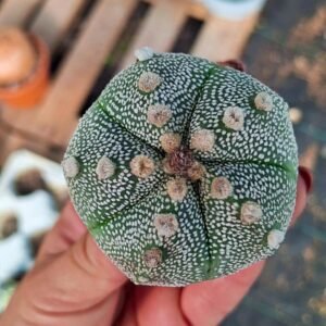 Astrophytum asterias nudum Hybrid x ooibo