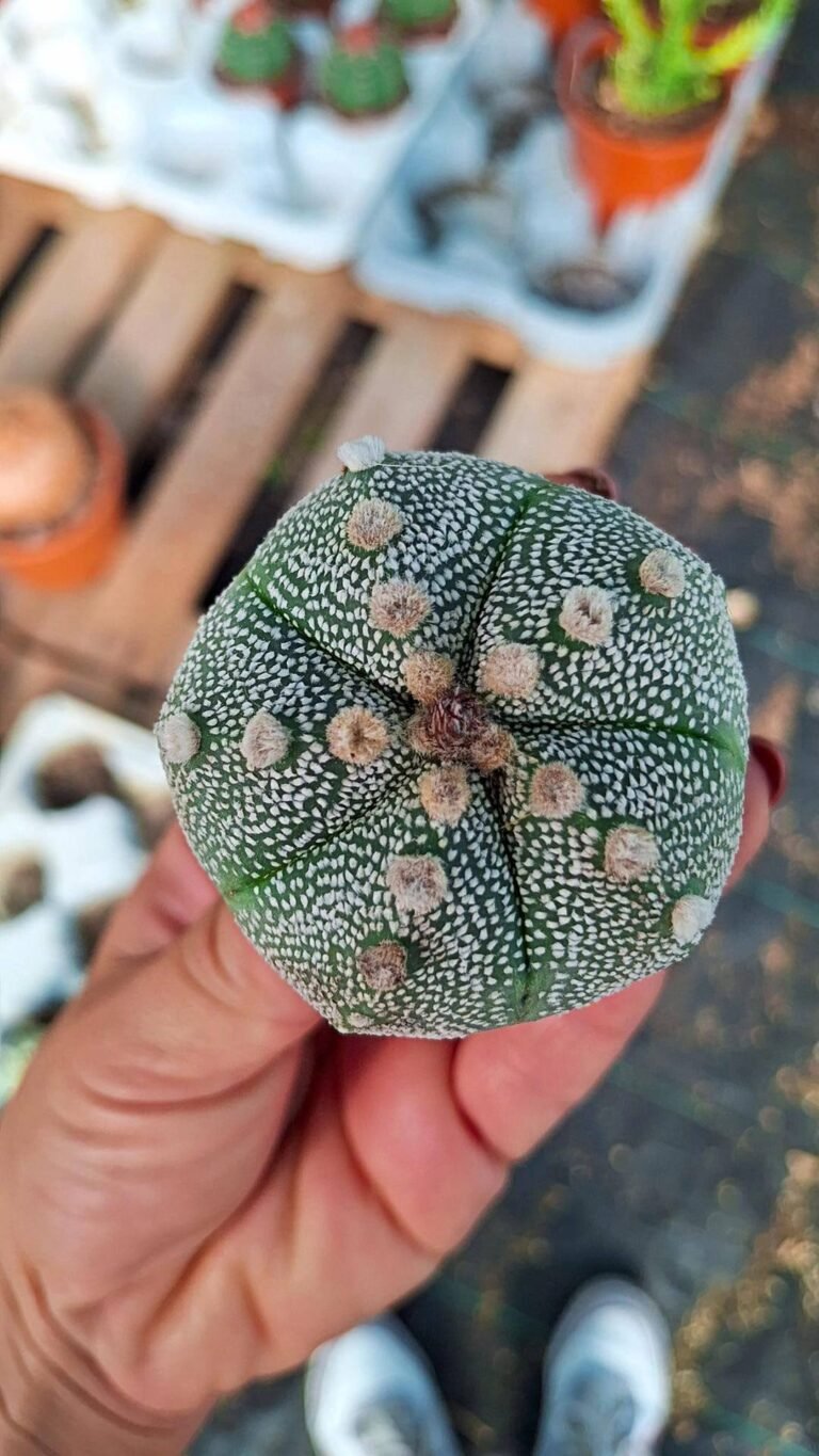 Astrophytum asterias nudum Hybrid x ooibo