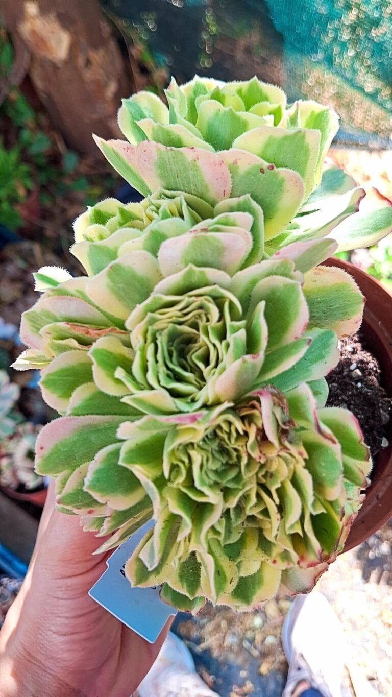 Aeonium Maybach Variegato crestato
