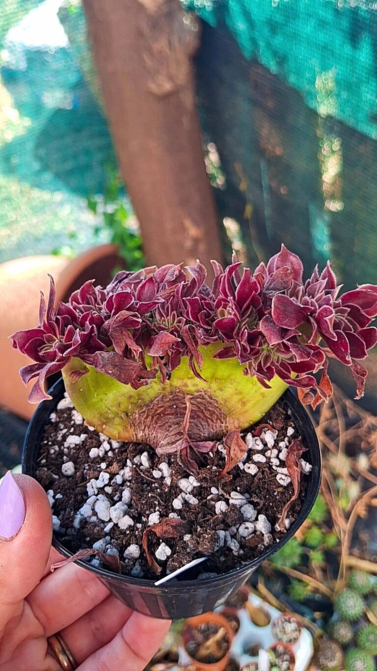 Aeonium morticia crestata