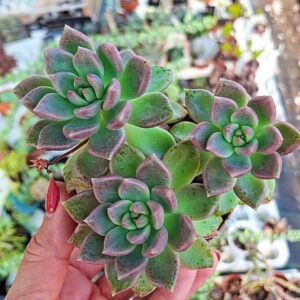 Graptoveria Melody accestita