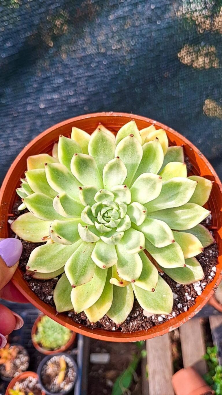 Echeveria oil painting Variegata korean
