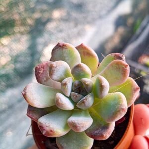 Graptoveria black raccoon