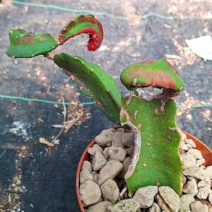 Hylocalycium cv. RAINBOW DRAGON (Chimera)