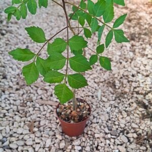Commiphora dulcis
