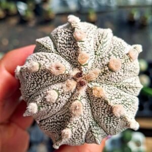 Astrophytum capricorne x superkabuto x ooibo infracosta