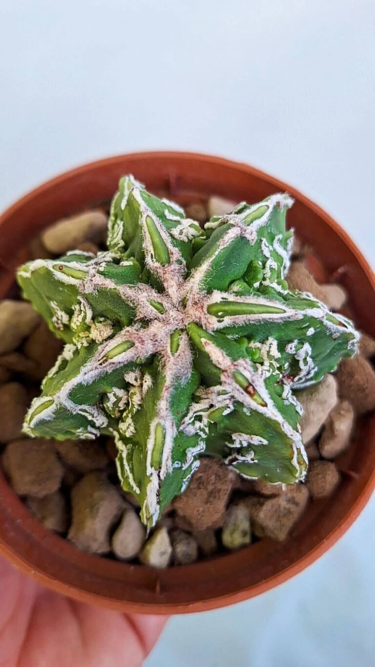 Astrophytum ornatum Hybrid x fukuryu x haku-jo multicostatus
