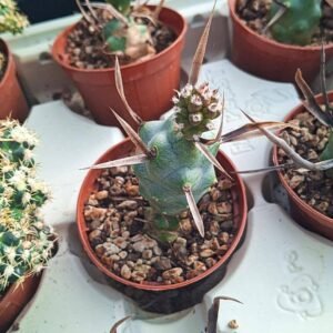 Tephrocactus articulatus papyracantha v black spines