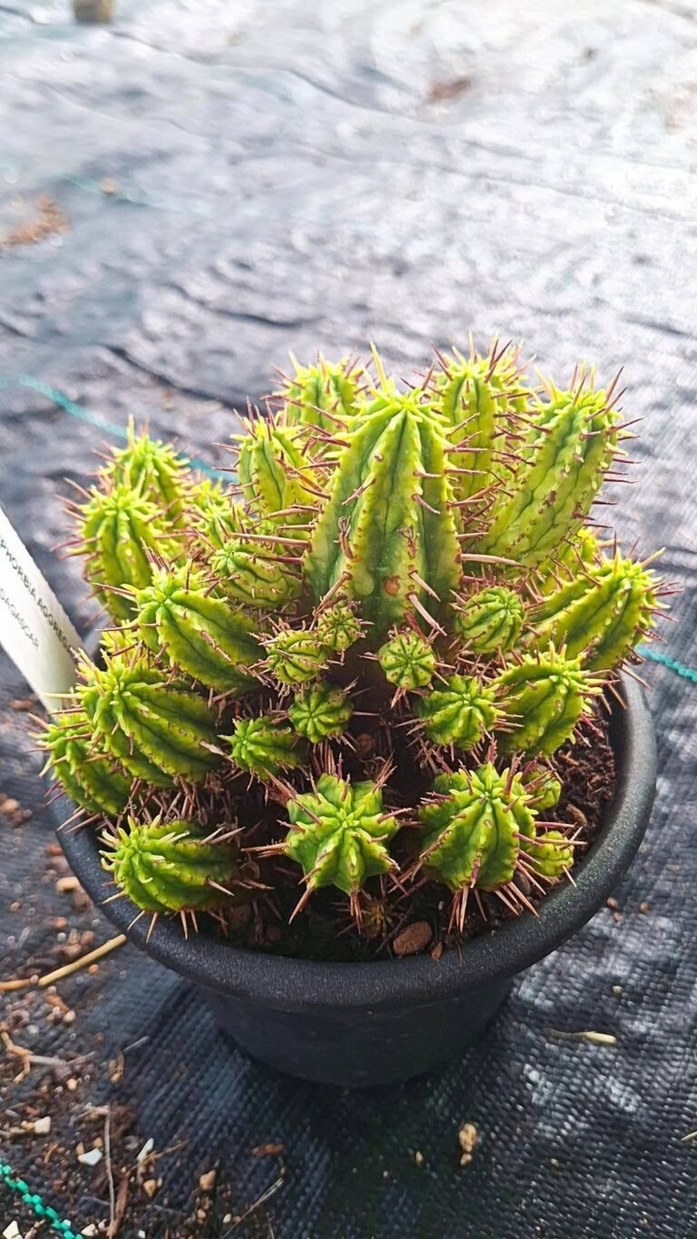 Euphorbia Aggregata Variegata