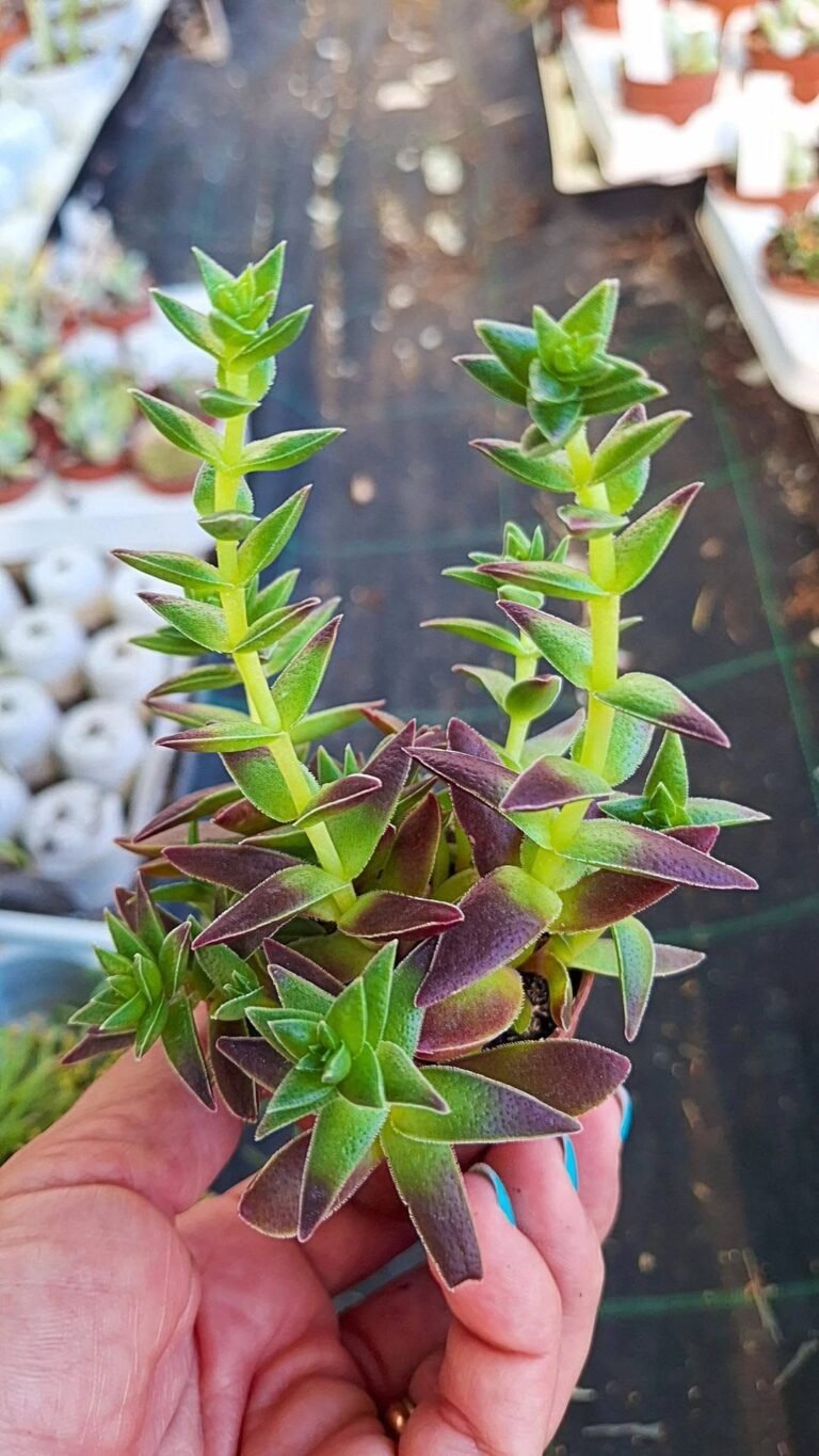 Crassula capitella