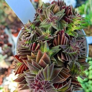 Crassula capitella star