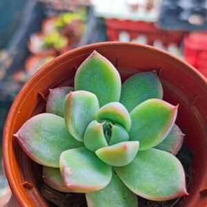 Echeveria Alba Beauty