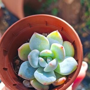 Echeveria star orange