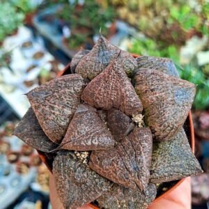 Haworthia Splendens rose
